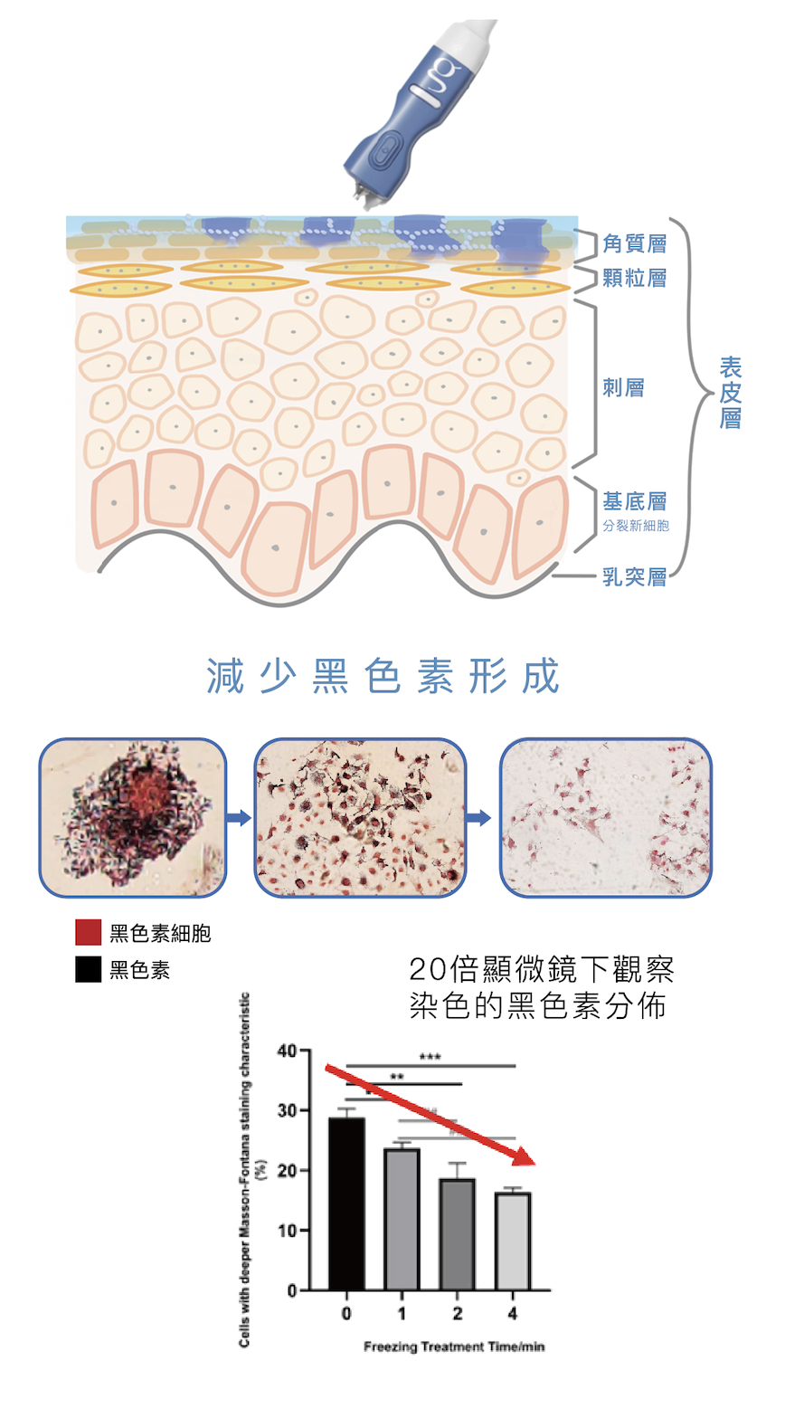 20倍顯微鏡下減少黑色素形成與染色分佈圖表